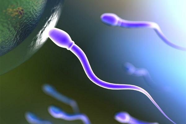Сперматозоїди реагують на жінок-зрадниць